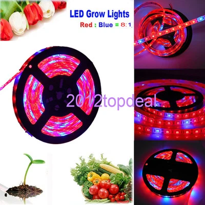5M LED 5050 Strip Light Red Blue 8:1 For Plant Grow Flower Strip Lamp 12V IP65 - Image 1 of 4