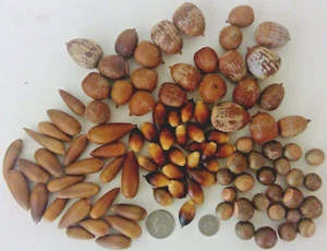 100 Real Natural Acorns Mixed Lot of 4 Types - Dried for Crafts! - Picture 1 of 6