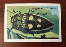 Shell Picture Cards 1960s Beetle series No. 317 Yellow Spotted Jewel  Beetle