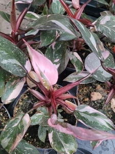 Philodendron Pink Princess - Bild 1 von 4