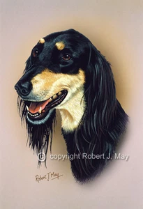 Saluki Head Study Print by Robert J. May - Foto 1 di 1