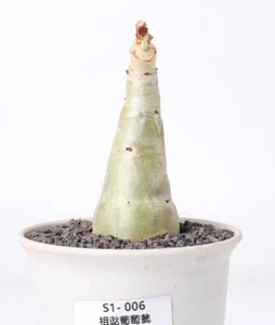Rara planta suculenta viva Cyphostemma juttae al azar propia raíz boutique - Imagen 1 de 7