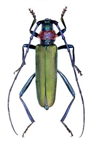 Cerambycidae, Ambrosiak Moschata Aroma (Steven, 1809), ASERBAIDSCHAN, schlecht - Bild 1 von 1