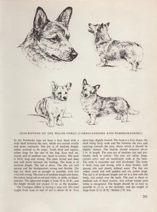 CORGI VINTAGE 1963 PRINT SKETCH PAGE ARTIST BRIDGET OLERENSHAW - Picture 1 of 1