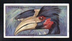 CROWED HORNBILL 1929 JOHN PLAYER CIGARETTES CURIOUS BEAKS #22 NICE CORNERS EX+ - Picture 1 of 2