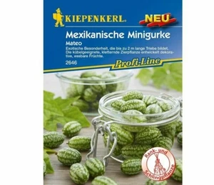 Minifigura mexicana Kiepenkerl Mateo 2 metros semillas pepinos 2646 - Imagen 1 de 1