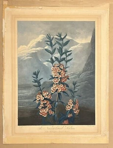 Dr.  Robert John Thornton “Narrow-Leaved Kalmia” Original Engraving - Picture 1 of 6