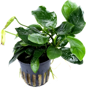 Anubias barteri v. nana 'Large' en maceta - Imagen 1 de 4
