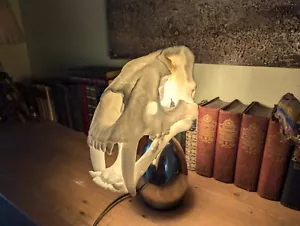 Säbelzahnschädellampe oder einfach nur Schädel - Tiger große Katze Deko Statue - Bild 1 von 14