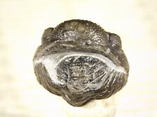 100% Natural 400 Million Year Old! Enrolled PHACOPS Trilobite Fossil 6.4gr