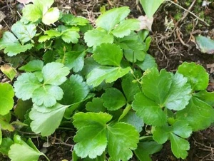 Gold Thread Coptis Trifolia Native Maine Woodland Plant 3" diameter circle - Picture 1 of 2