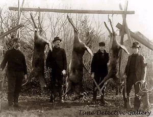 Hunters with Deer Kills, Tupper Lake, NY - early 1900s - Historic Photo Print - Picture 1 of 1