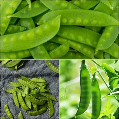 SNOW PEA Green Devil 25+ Seeds HEIRLOOM WINTER Vegetable Garden snowpea PEAS veg - image 1 of 4