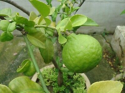 30 Kaffir Lime Tree Seeds, Garden Plant Bonsai Seeds, Potted Plant • 3.50$