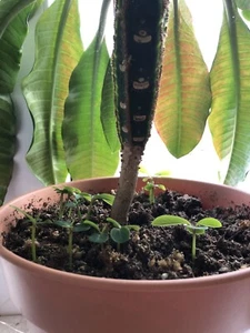 Madagaskar Juwel - Spuckpalme - Ableger Kügelchen - 10 Stück - Bild 1 von 5