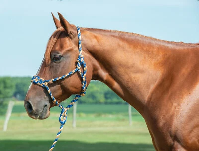 Weaver Leather Braded Mule Tape Rope Halter W/Lead 35-7820-R1 Blue / Tan - Image 1 of 2