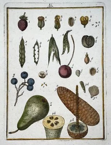 1790 Fruit & Nuts, Sollerer hand coloured engraving, agriculture, botany - Picture 1 of 2