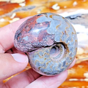 100GR TOP DRAGO SUTURA PERMIANO INTERO GREZZO CALCITE AMMONITE FOSSILE MOLLUSCO - Foto 1 di 12