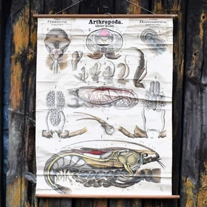 Antik 1890 N82 Leuckart Nitches Fischer Krebstiere wissenschaftliche Wandkarte Poster - Bild 1 von 8