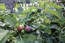 3 Musov (Palava) fig cuttings
