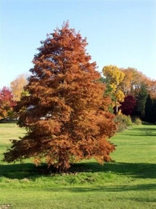 15 MONARCH OF ILLINOIS BALD CYPRESS SEEEDS - Taxodium distichum 'Monarch of Ill - Picture 1 of 10
