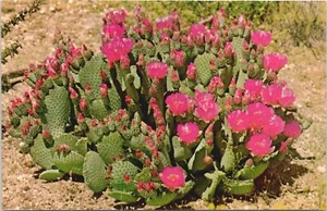 Biberschwanzkaktus mit Blumen Postkarte - Bild 1 von 2