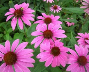 SAMEN Sonnenhut Blüten-Dolden Frühlings-Dekoration Gartenpracht dekorative Sam - Bild 1 von 1