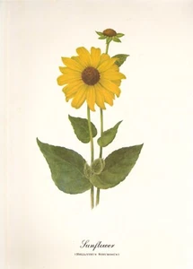 Mary Vaux Walcott Blumengemälde Farbe Kunstdrucke 9" x 12" [wählen Sie Ihr eigenes Set] - Bild 1 von 41
