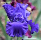 Tall Bearded Iris '''Blenheim Royal' ﻿ pre-sale,  shipping starts in July