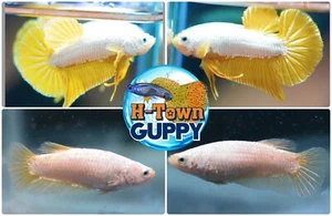1 TRIO - Live Betta Fish High QualitY HMPK Yellow Dragon - USA Seller - Picture 1 of 1