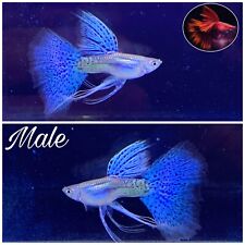 1 Male - Blue Grass DBS Rb Live Guppy Fish Grade A High Quality- Grade A+++