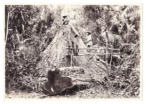 Fotografía vintage en blanco y negro corte de árbol (Filipinas) aprox 4,5" x 6,5" - Imagen 1 de 2