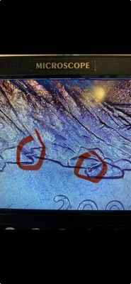 2003 P Maine Quarter DIE CHIPS on rocks and DDR errors. 🔥💥 - Image 1 of 4