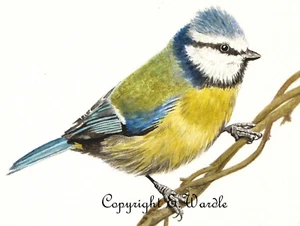 ACEO 2.5" X 3.5" ' BlueTit #2' Bird CANVAS PRINT of Original Watercolour - Picture 1 of 1