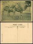 Pakistan Old Postcard Campbellpore Campbellpur Attock, Camels Native Camel Rider