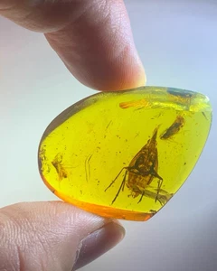 Burmite Fossil Cretaceous amber Cicada insect Burmese Fossil amber Myanmar - Picture 1 of 7