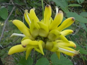 MUCUNA SLOANEI SEED RARE GOLD JADE VINE, SOUTH AMERICAN, Hamburger Sea Bean - Bild 1 von 4