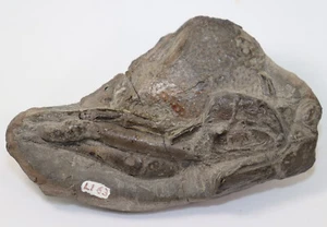 Krebs, Meyeria Mecochirus rapax, Kreide, Valangin, Sachsenhagen,Deutschland-i7 - Bild 1 von 4