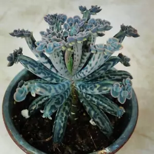 Kalanchoe Mother of Millions Tubiflora semilla de planta tolerante a la sequía - 100 SEMILLAS - Imagen 1 de 1