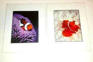 Clownfish Photographs By Mike Bacon, 5x7 In 8x10 Mat Pair - Picture 1 of 5