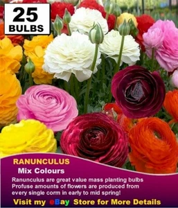 RANUNCULUS BULBS - MIX COLOR - 25 x BULBS: FREE POST - Picture 1 of 5