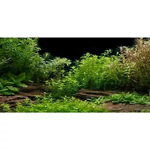 Aquarium Background River Bed & Lake Aquatic Plant Fish Tank Background 72x24 - Picture 1 of 5