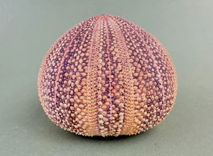 Vintage MCM Mid Century Real Nature Sea Urchin Shell Shade ONLY 4.5''Dx4''H - Picture 1 of 10
