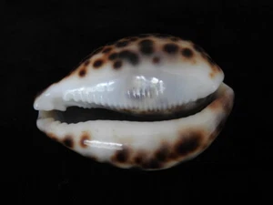 Sea Shell Cypraea tigris 76,9 mm ID#6484 - Imagen 1 de 5