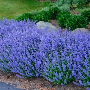 200+ CATNIP SEEDS - PERENNIAL - BUG REPELLING - NON GMO - HEIRLOOM - HERB - Picture 1 of 6