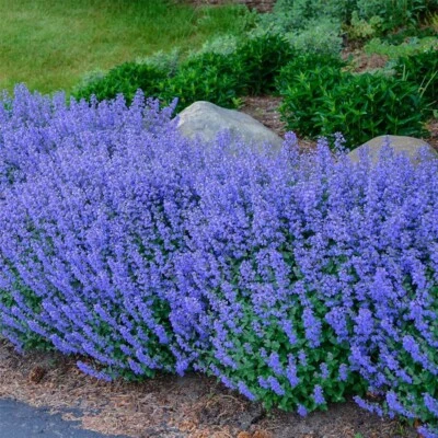 1000+ CATNIP SEEDS ---- PERENNIAL ----------- HEIRLOOM ---- HERB - Image 1 of 4