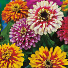 Zinnia Whirlygig Mixed, Approx. X100 Seeds Excellent Bedding Plant