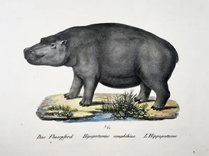 1824 Hippopotamus, Boer, mammals, K.J. Brodtmann hand colored, folio lithograph - Picture 1 of 3