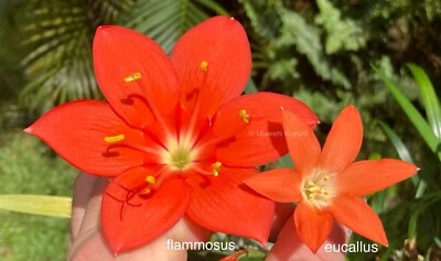 Cyrtanthus (eucallus x flammosus) NBS amaryllis bulb EXTREMELY RARE slow - Image 1 of 4