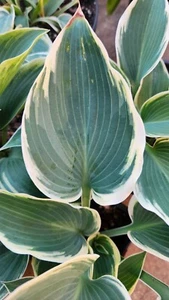 HOSTA BARBARA ANN SHADE PLANT CREAMY-WHITE & GREEN PERENNIAL PLANT DIVISION - Picture 1 of 9